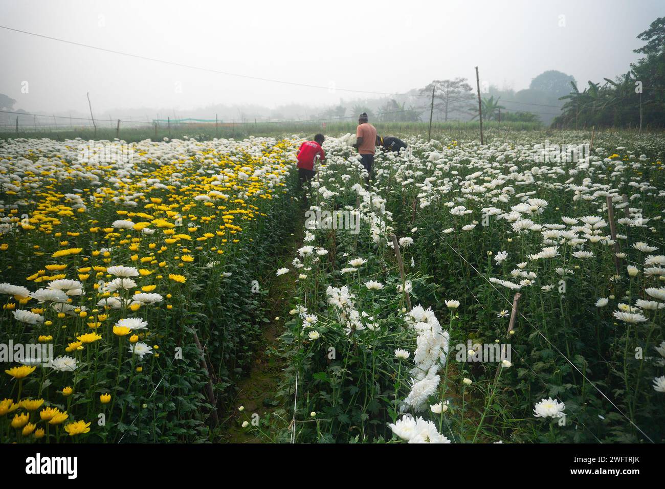Khirai, Bengala occidentale, India - 23.01.23 : agricoltori che raccolgono Crisanthemums, Chandramalika, Chandramallika, mamme, crisantemi, genere Chrysanthemum. Foto Stock