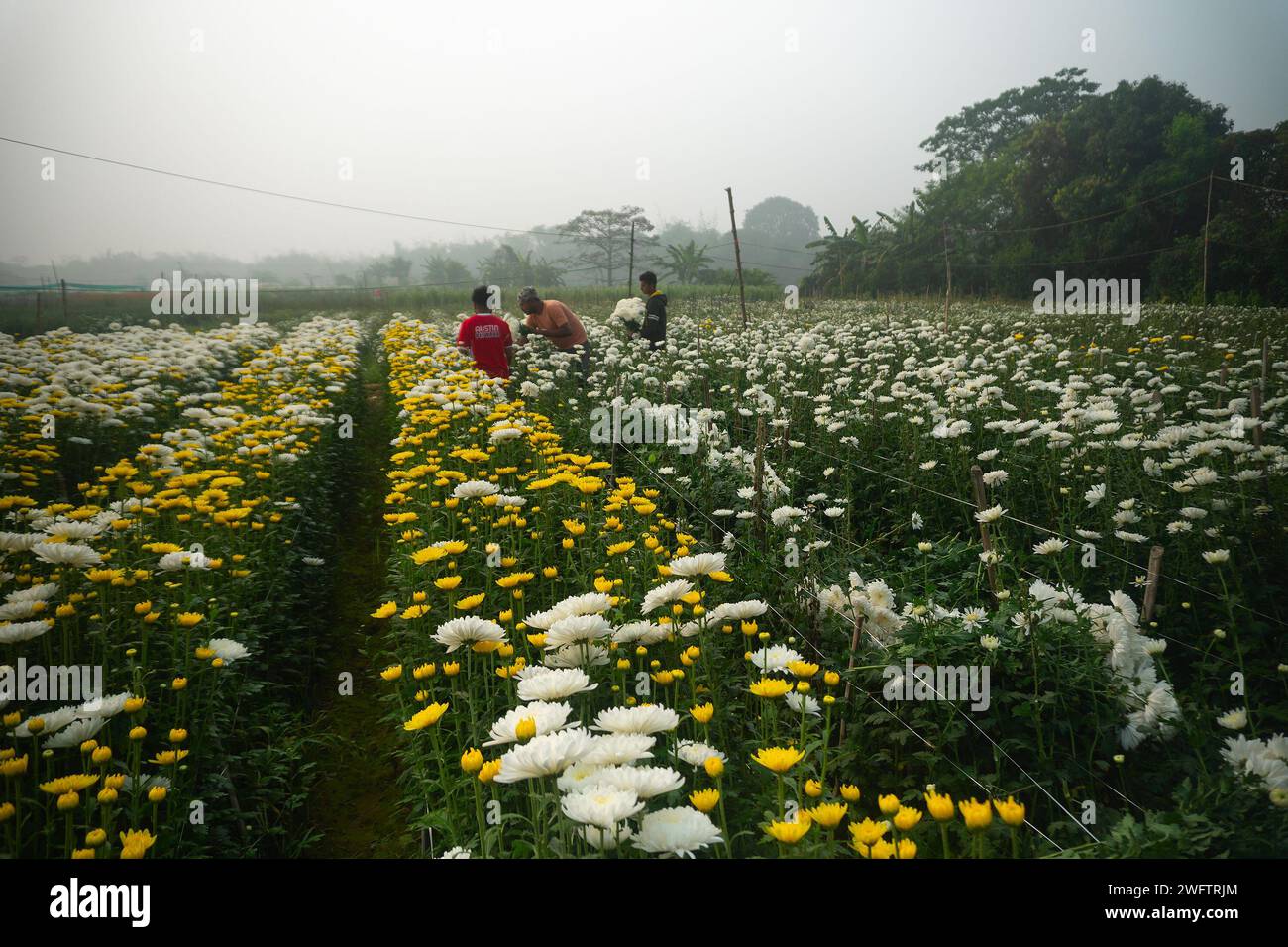 Khirai, Bengala occidentale, India - 23.01.23 : agricoltori che raccolgono Crisanthemums, Chandramalika, Chandramallika, mamme, crisantemi, genere Chrysanthemum. Foto Stock