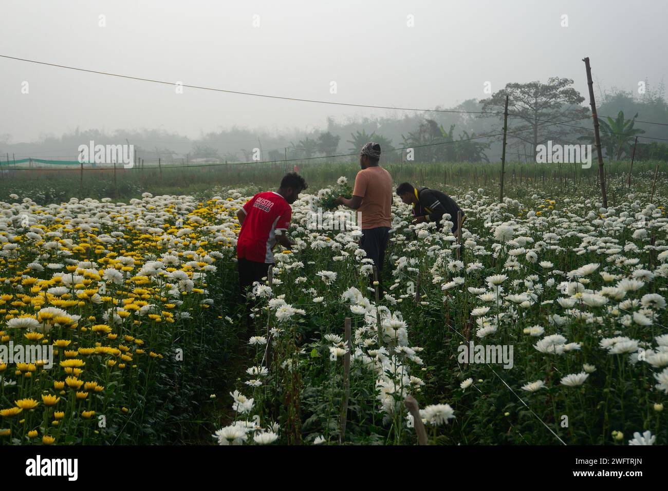 Khirai, Bengala occidentale, India - 23.01.23 : agricoltori che raccolgono Crisanthemums, Chandramalika, Chandramallika, mamme, crisantemi, genere Chrysanthemum. Foto Stock