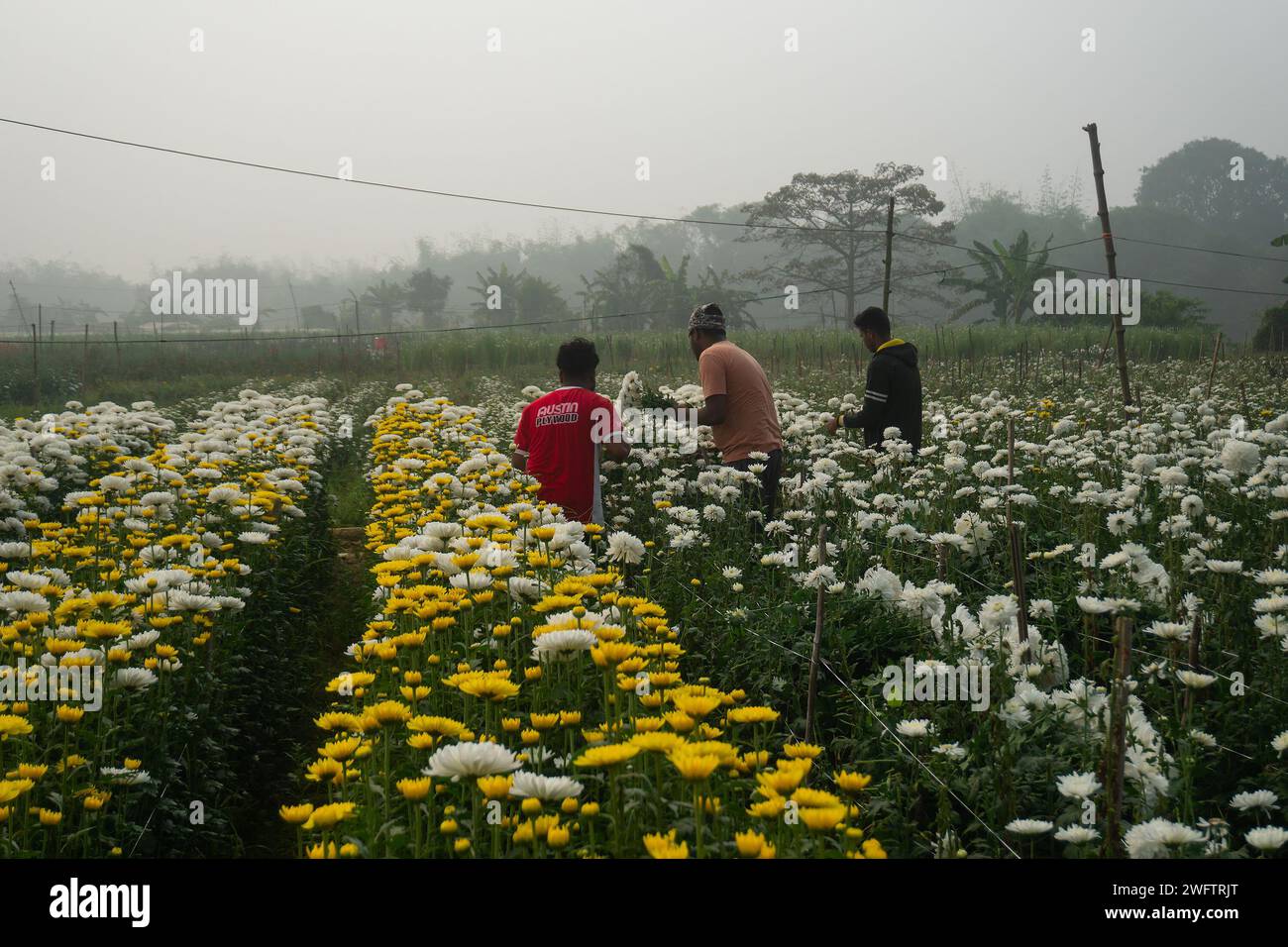 Khirai, Bengala occidentale, India - 23.01.23 : agricoltori che raccolgono Crisanthemums, Chandramalika, Chandramallika, mamme, crisantemi, genere Chrysanthemum. Foto Stock