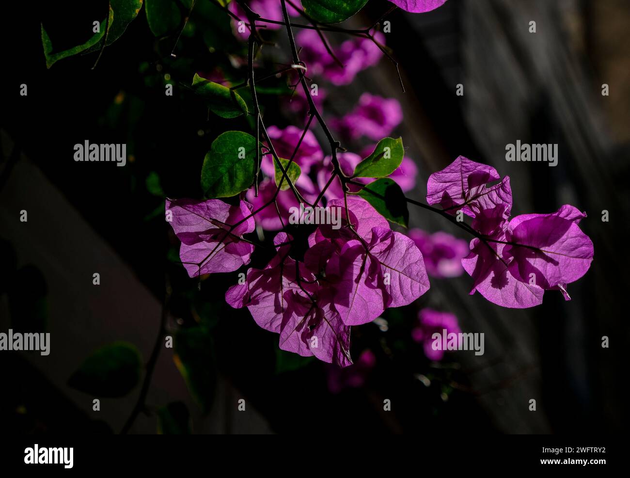 Primo piano di Bougainvillea retroilluminato dalla luce del sole nella città vecchia di Chania, Creta Foto Stock