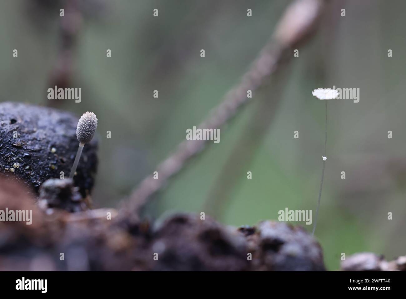 Coprinopsis ephemeroides, commony noto come Diafanous Inkcap, che cresce su escrementi di alci in Finlandia Foto Stock