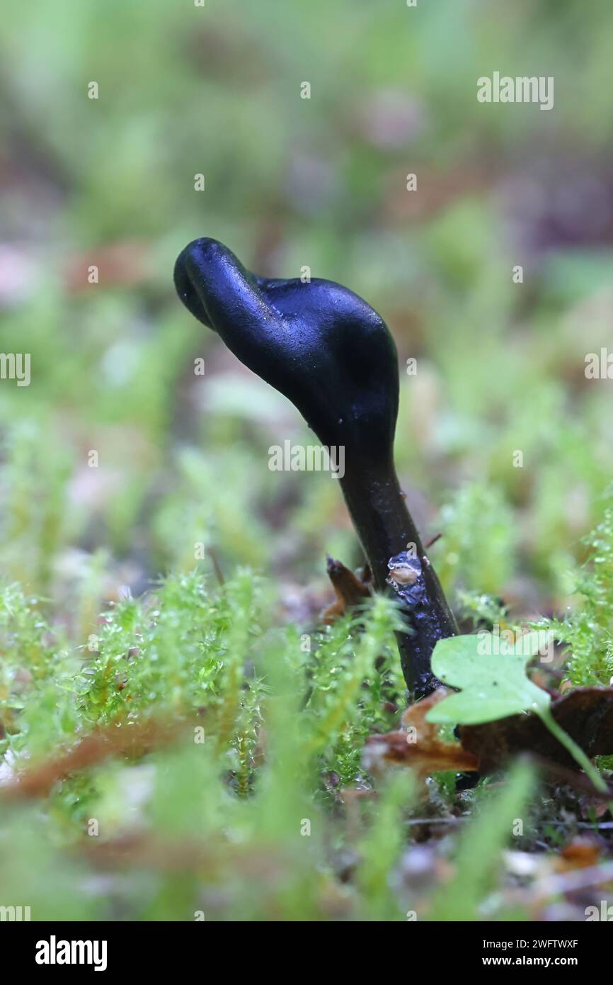 Glutinoglossum glutinosum, comunemente noto come la lingua di terra nera viscida o la lingua di terra glutinosa, fungo finlandese Foto Stock