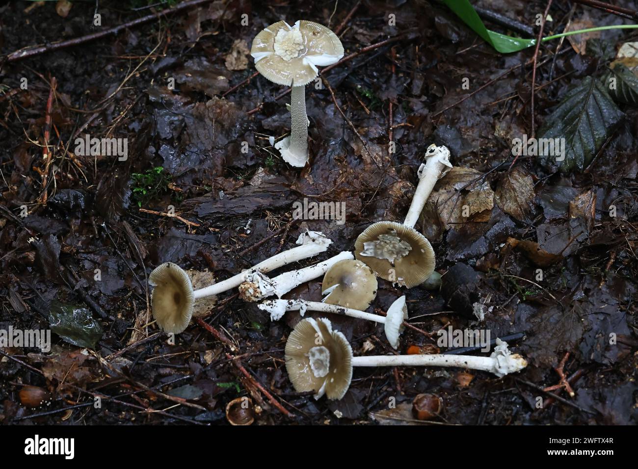 Amanita olivaceogrisea, l'oliva-grigio ringless amanita, funghi selvatici dalla Finlandia Foto Stock