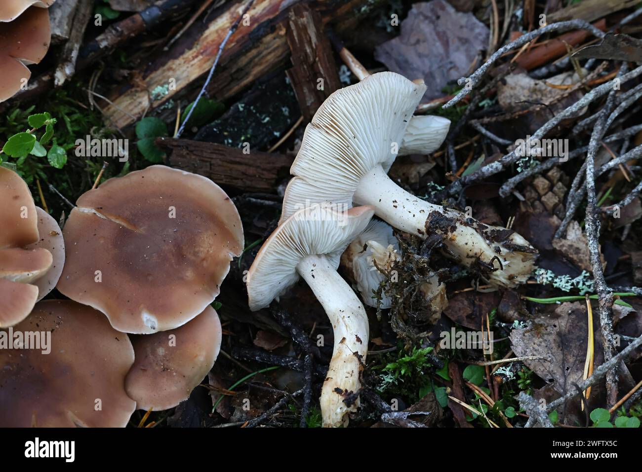 Leucopaxillus gentianeus, chiamato anche Leucopaxillus amarus, comunemente noto come falsa cappa di funnelcap amaro o leucopaxillus bruno amaro, fungo selvatico Foto Stock