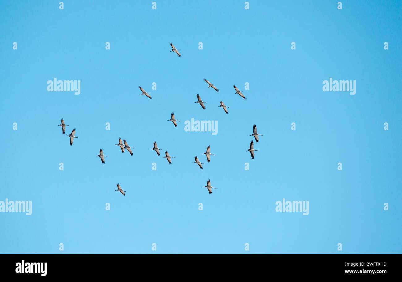 Un gregge di gru (Grus grus) o gru grigia o gru eurasiatica che circola nel progetto di sollevamento davanti a un cielo blu brillante al sole, nuvoloso, inferiore Foto Stock
