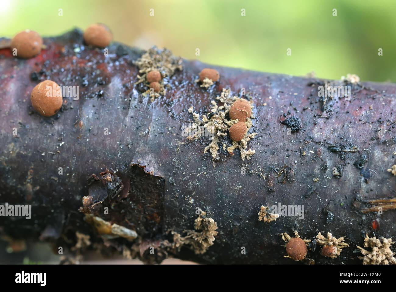 Hypoxylon howeanum, stromate brune globose e stato asessuale ramificato, fungo selvatico dalla Finlandia Foto Stock