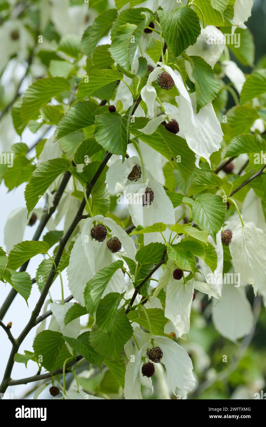 Davidia involucrata, colomba, fazzoletto, fantasma, arge, bratti bianchi appesi come fazzoletti schiacciati dai suoi rami in maggio, Foto Stock