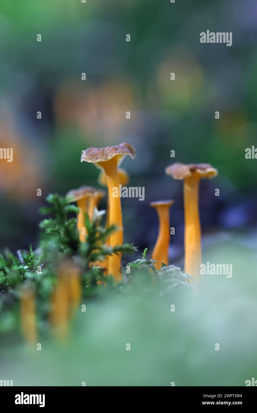 Craterellus lutescens, noto anche come Cantharellus lutescens, comunemente noto come piede giallo o Chanterelle d'oro, funghi selvatici dalla Finlandia Foto Stock