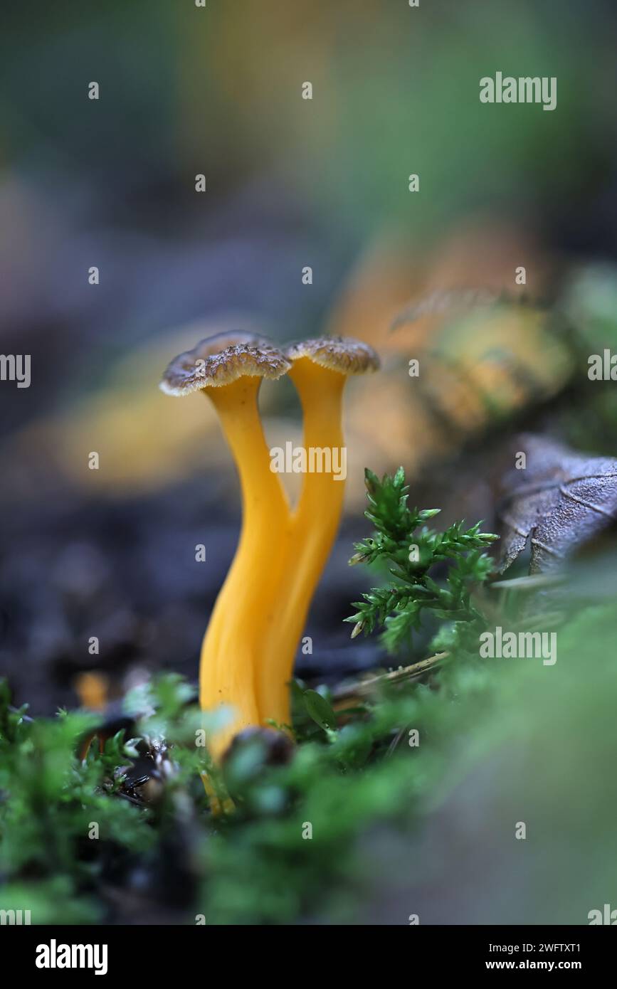 Craterellus lutescens, noto anche come Cantharellus lutescens, comunemente noto come piede giallo o Chanterelle d'oro, funghi selvatici dalla Finlandia Foto Stock