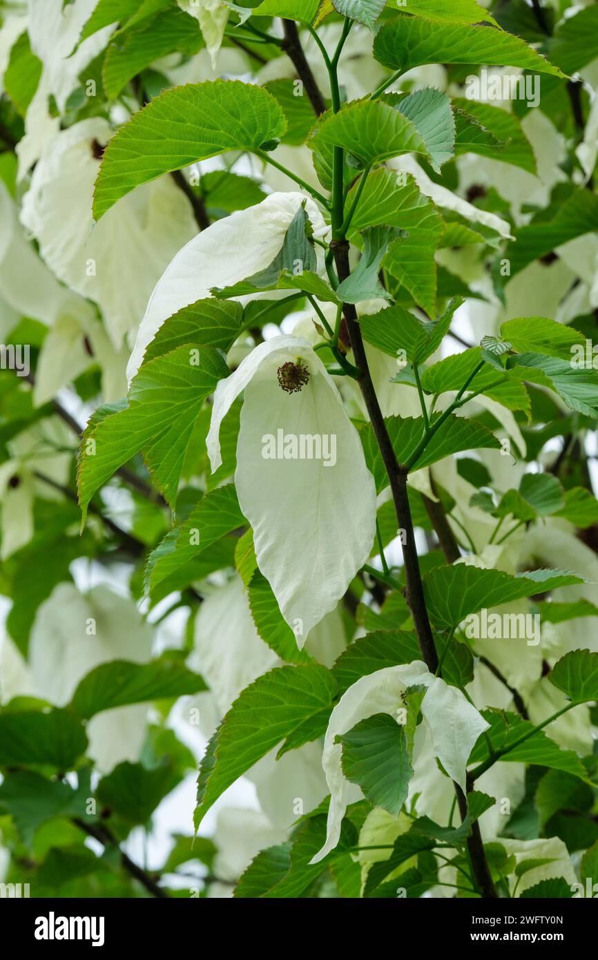 Davidia involucrata, colomba, fazzoletto, fantasma, arge, bratti bianchi appesi come fazzoletti schiacciati dai suoi rami in maggio, Foto Stock