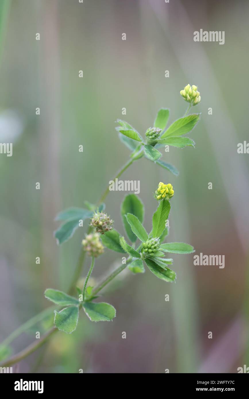 Medick nero, Medicago lupulina, noto anche come fieno nero, meddick nero o luppolo trifoglio, pianta selvatica dalla Finlandia Foto Stock