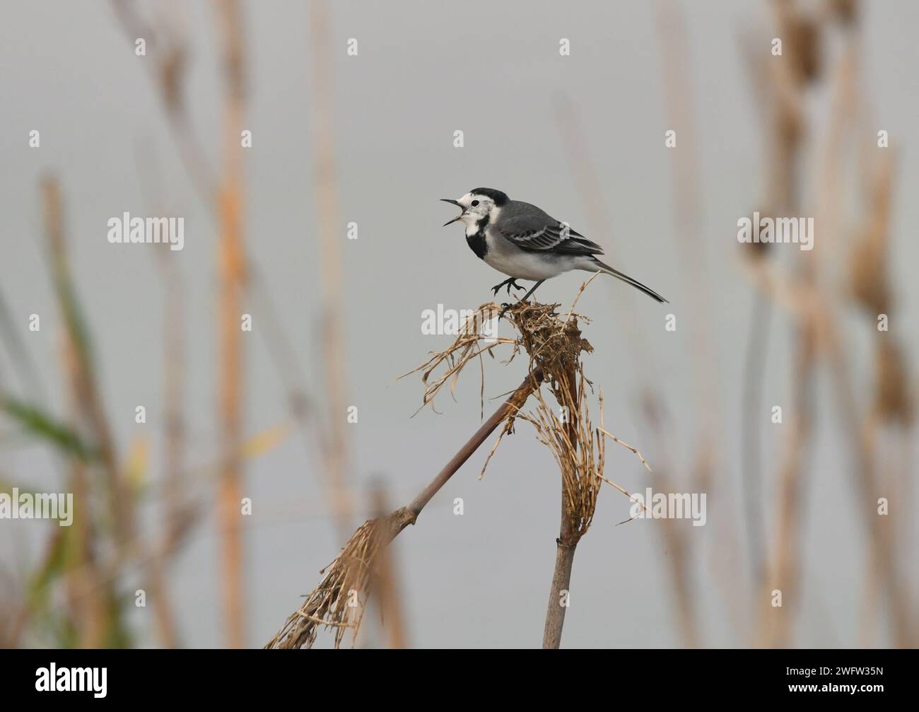 White wagtail open Bill e canta Foto Stock