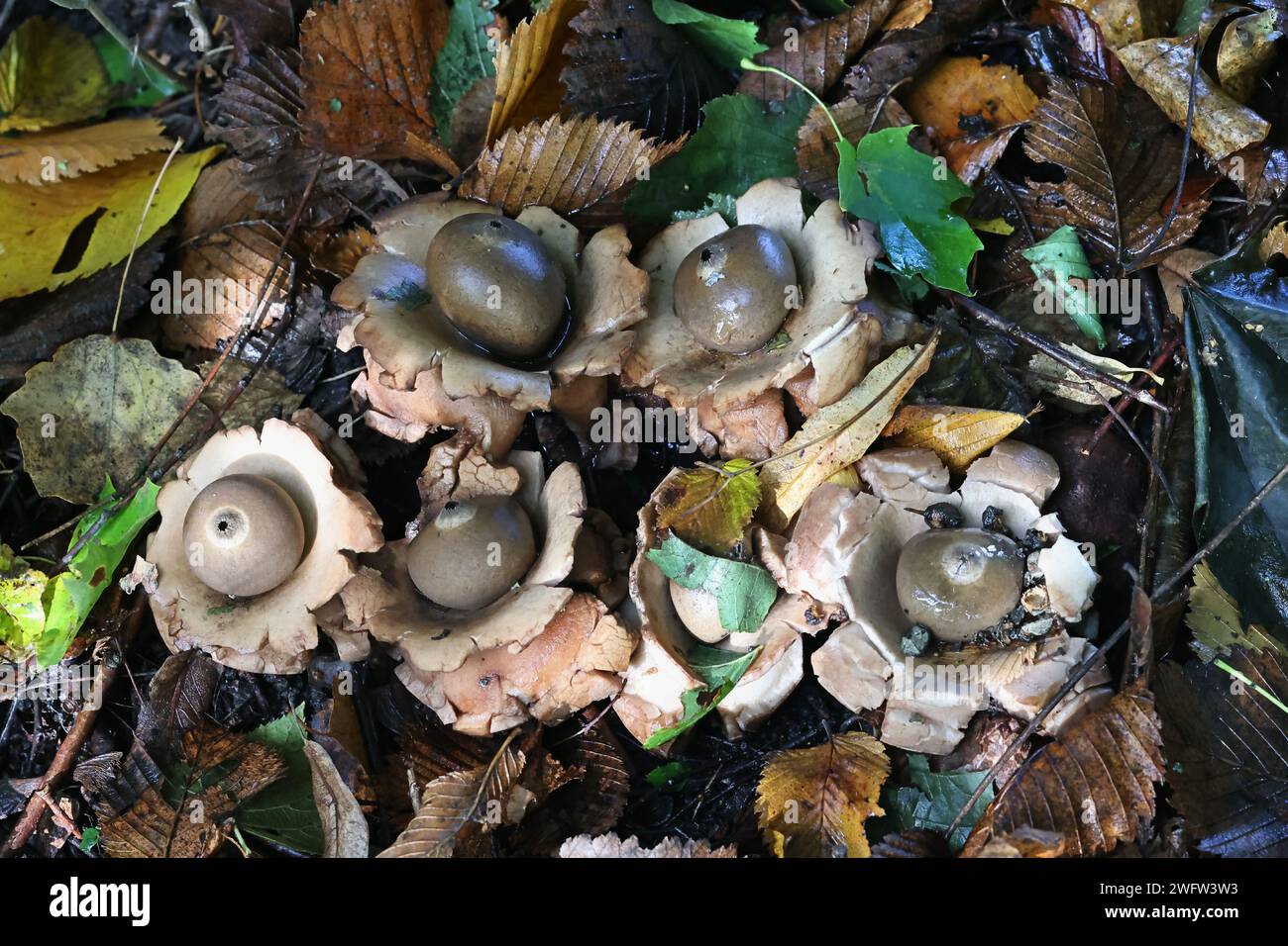 Geastrum triplex, chiamato anche Geastrum michelianum, comunemente noto come stella di terra collata, fungo selvatico dalla Finlandia Foto Stock