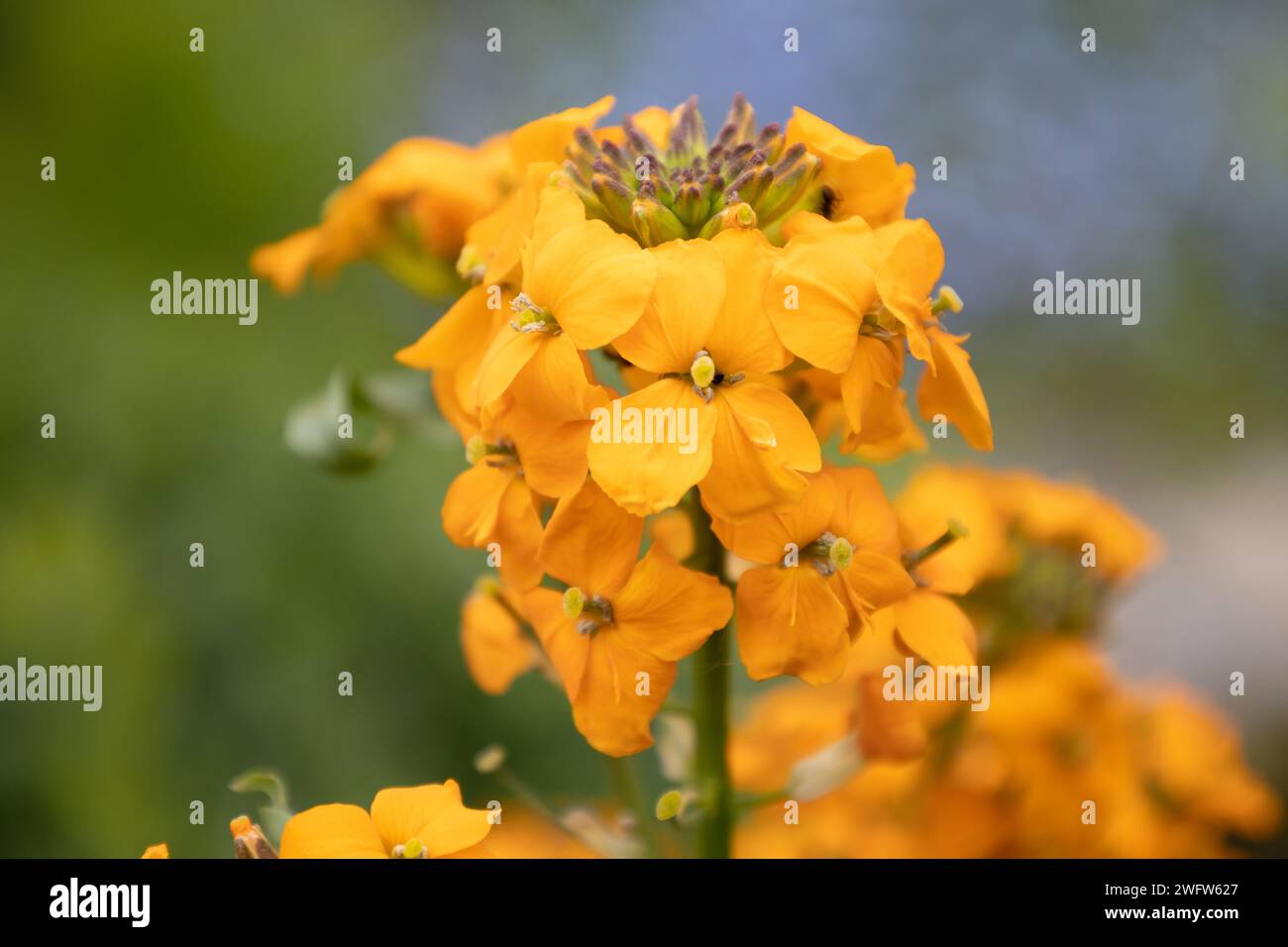 Wallflower Foto Stock
