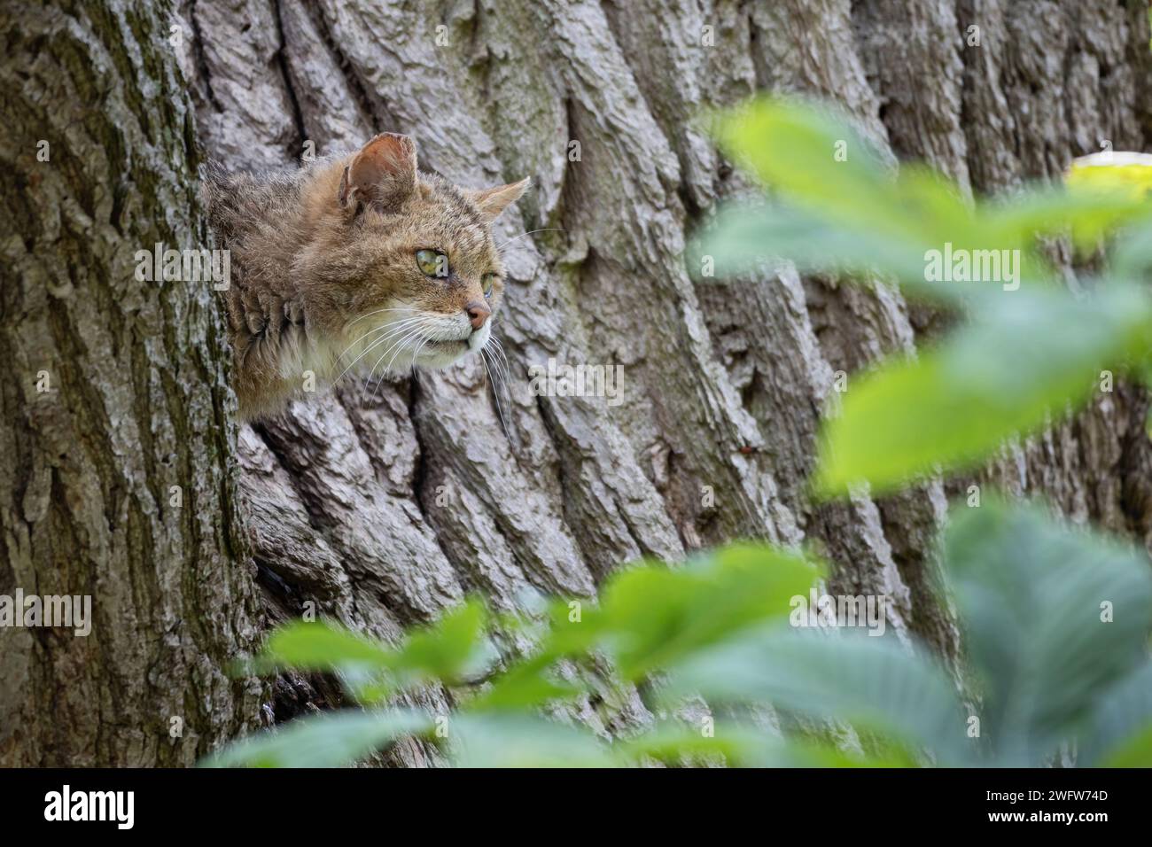 Gatto selvatico europeo Foto Stock