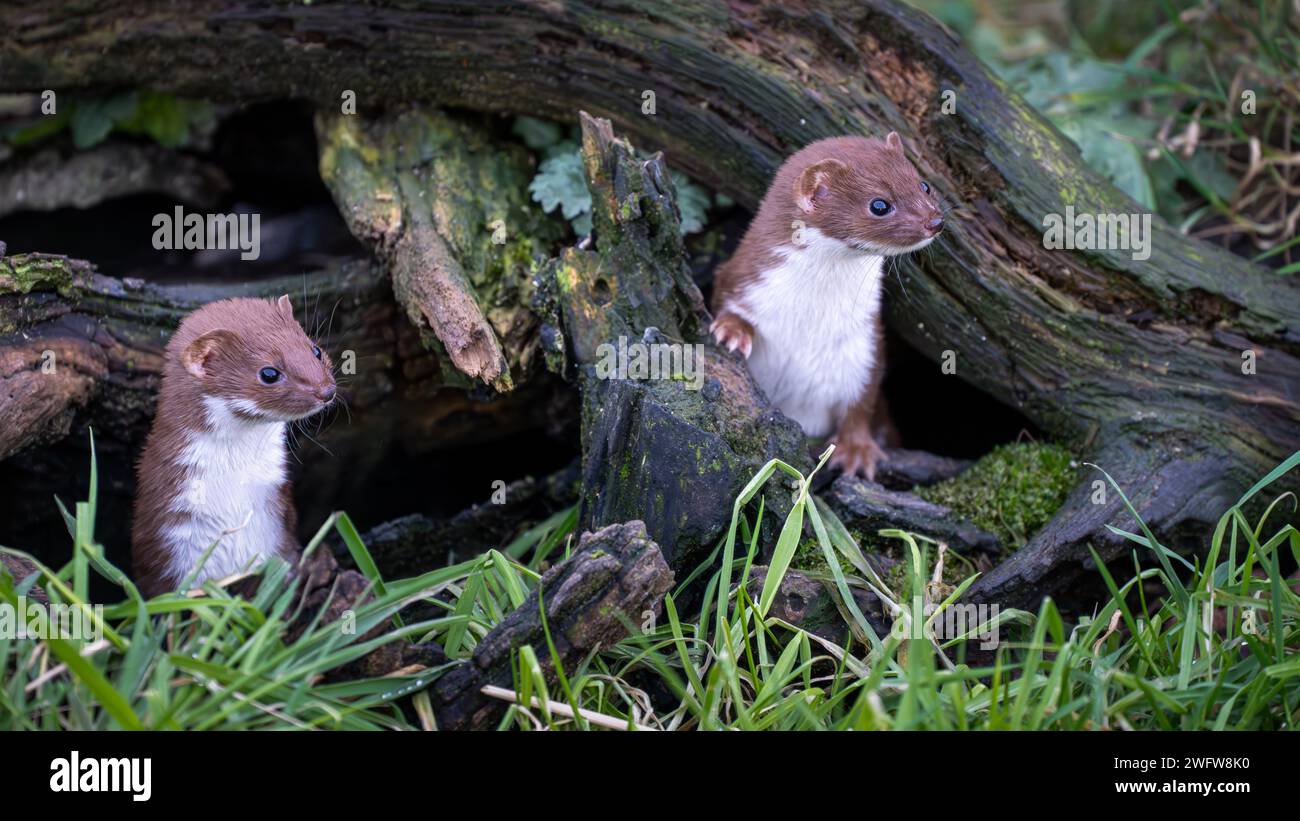 Due stoppini europei o ermina (Mustela erminea) Foto Stock