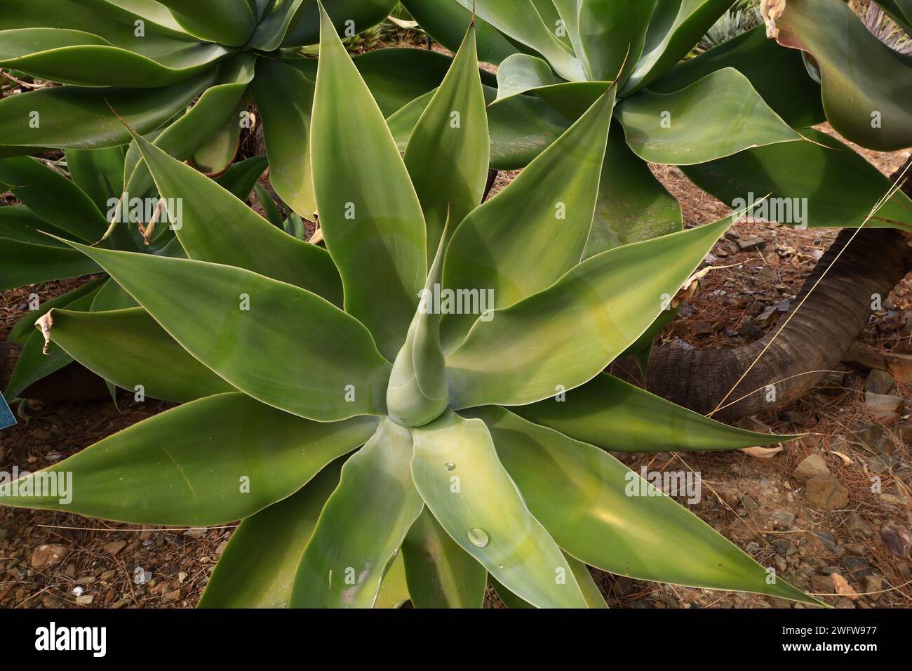 Il Jardín Botánico Histórico la Concepción è un giardino paesaggistico con oltre centocinquanta anni di storia. Si trova a Malaga Foto Stock