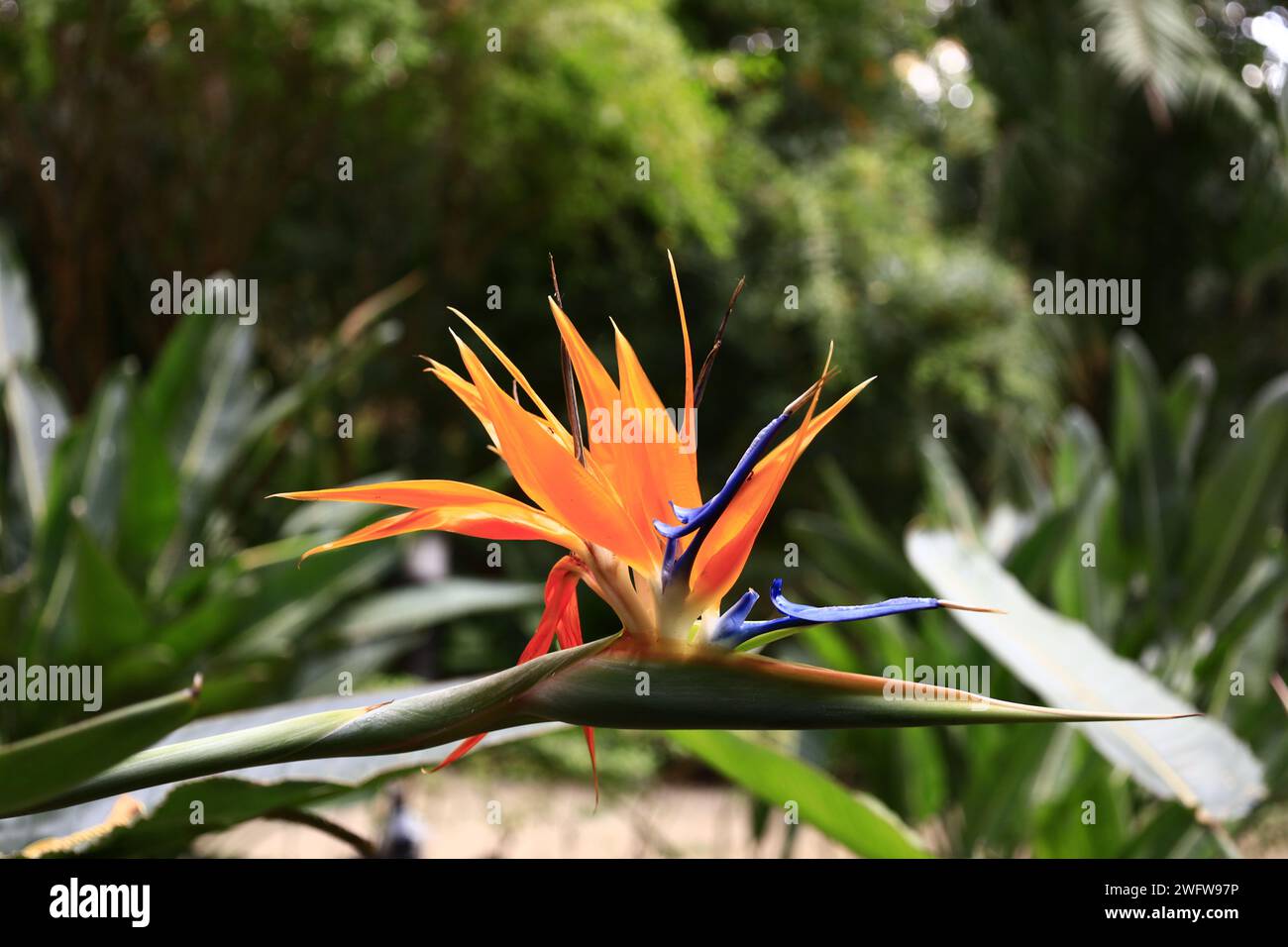 Il Jardín Botánico Histórico la Concepción è un giardino paesaggistico con oltre centocinquanta anni di storia. Si trova a Malaga Foto Stock