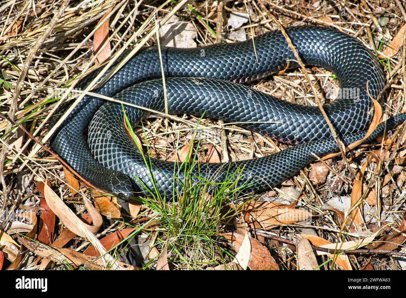 Un serpente nero con il becco rosso (Pseudechis porphyriacus) in una foresta di eucalipto nel Victoria, Australia Foto Stock