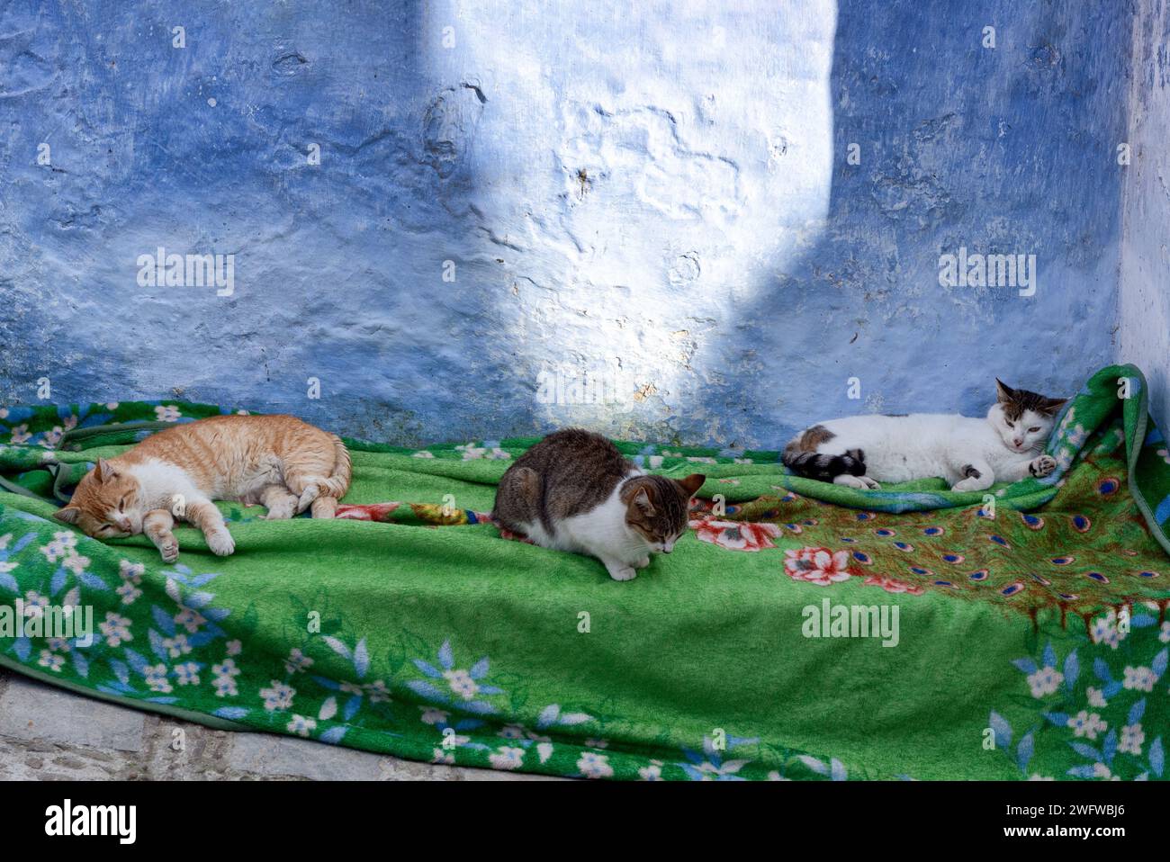 Gatti sdraiati su una coperta a Chefchaouen, in Marocco Foto Stock