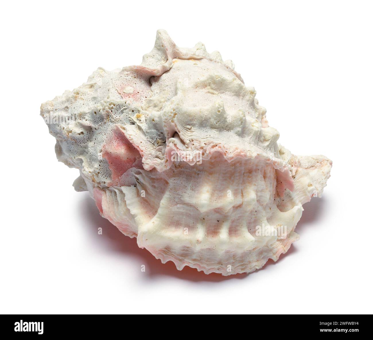 Ocean Conch Seashell è un pezzo di bianco. Foto Stock
