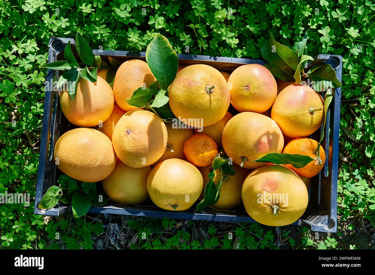 Tenere in gabbia gli agrumi maturi raccolti su erba verde durante la raccolta nel frutteto. Agricoltura dei villaggi di campagna. Cibo biologico sano. Foto Stock