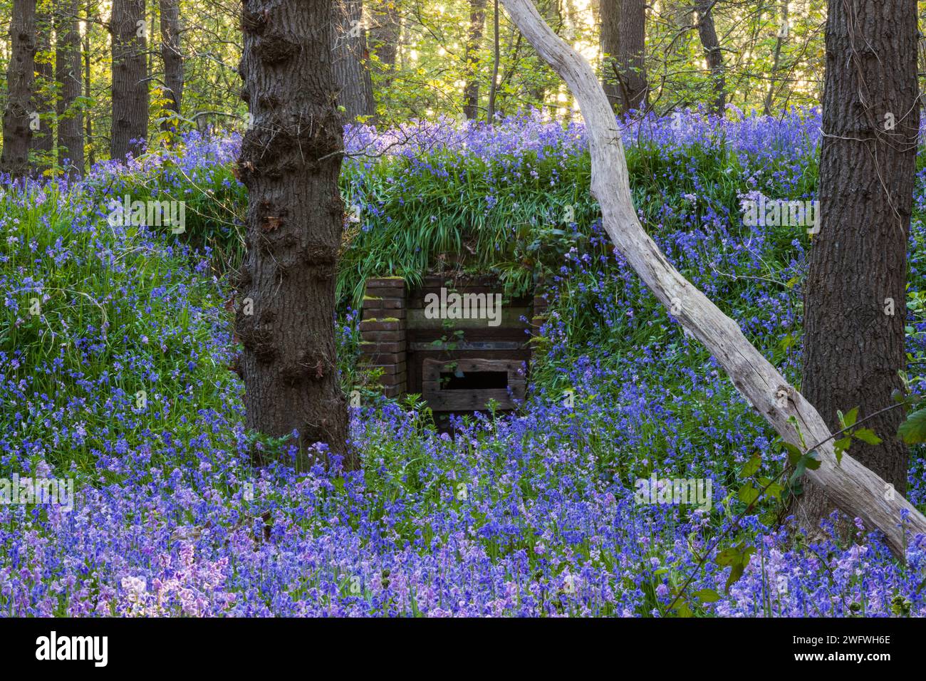 Giacinti viola selvatici (campane blu) che crescono su un bunker di guerra mondiale durante il tramonto. Anche un vecchio bunker della seconda guerra mondiale sembra adorabile in questa scena colorata. Foto Stock