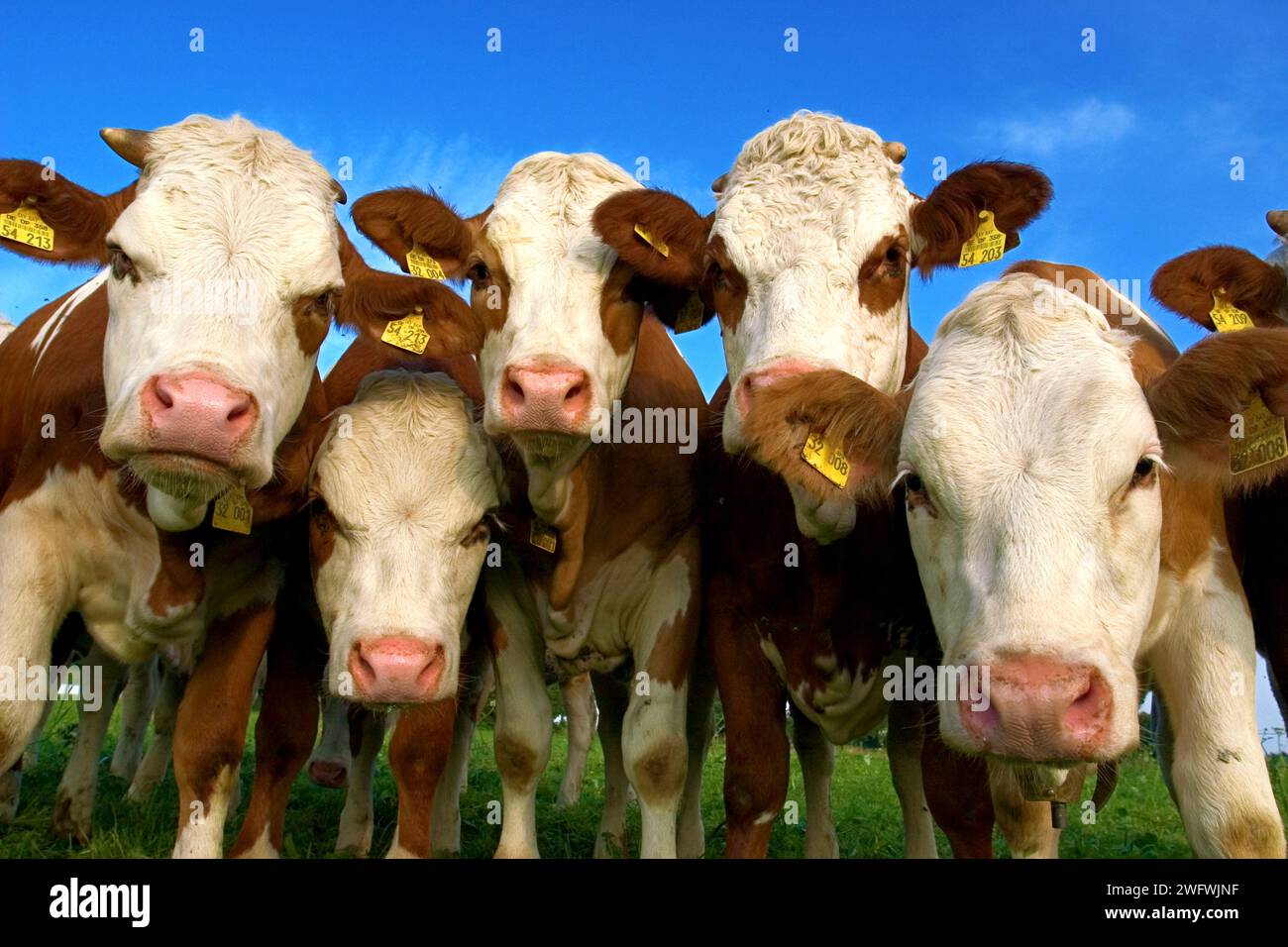 le vacche curiose sono interessate al fotografo Foto Stock
