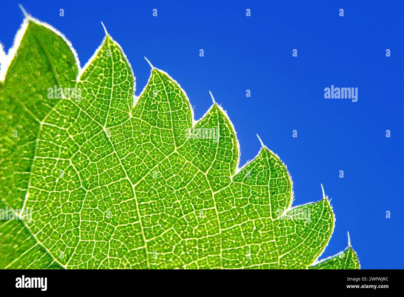 Ortica comune (Urtica dioica), particolare della foglia con spine Foto Stock