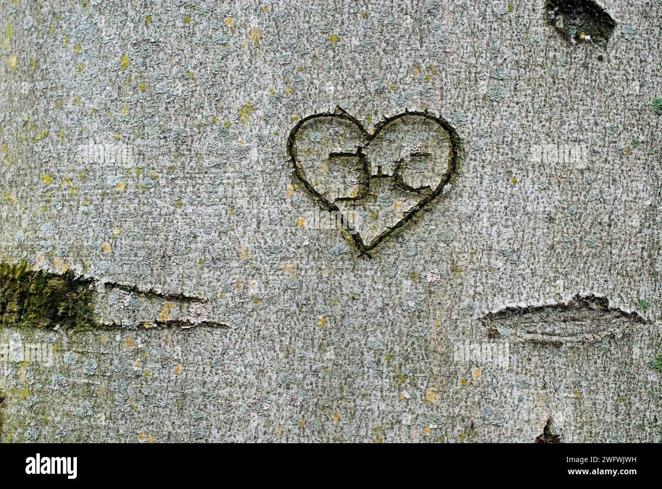 Un cuore inciso sulla corteccia degli alberi con le iniziali J e C. Foto Stock