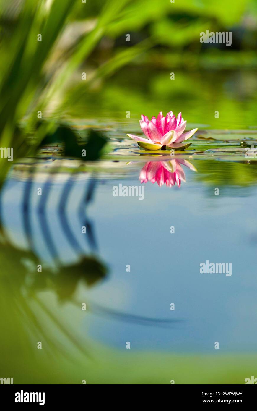 una ninfea (nymphaea) Foto Stock