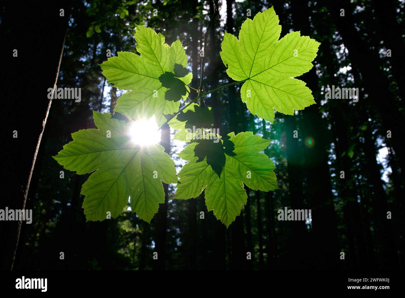 Quattro foglie di un acero di sicomoro verde chiaro (Acer pseudoplatanus) retroilluminate dal sole Foto Stock