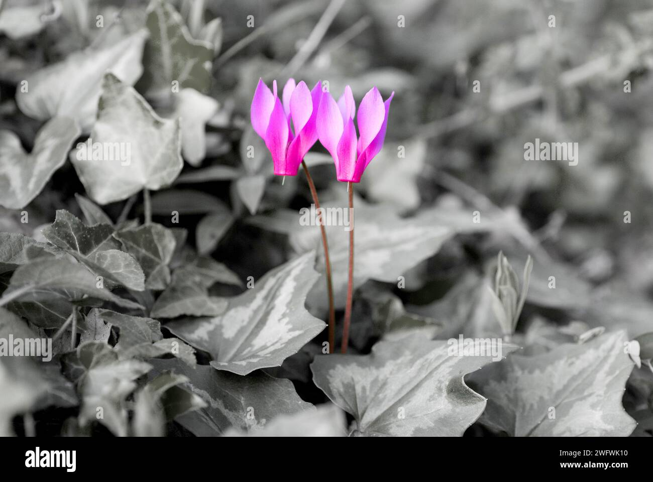 Due fiori del ciclamino (Cyclamen repandum) Foto Stock