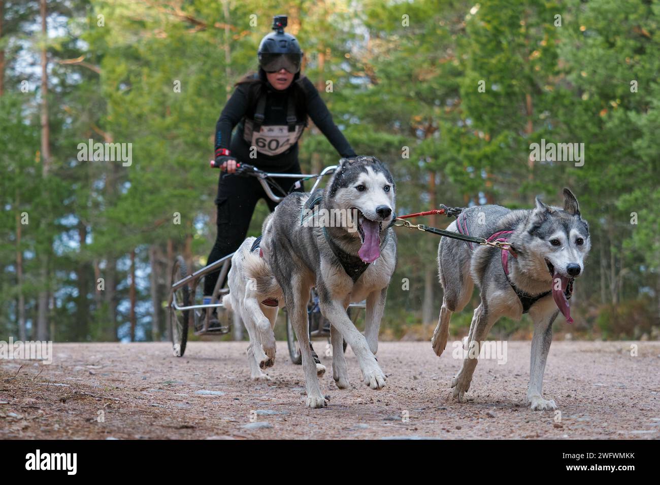 Aviemore, Scozia - 27 gennaio 2024: Un concorrente al 40° raduno annuale di cani da slitta del Siberian Husky Club of Great Britain ad Aviemore, Scozia Foto Stock