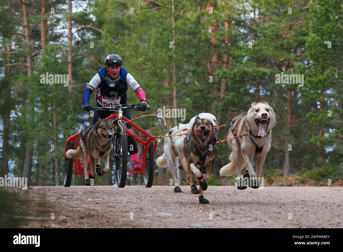 Aviemore, Scozia - 27 gennaio 2024: Un concorrente al 40° raduno annuale di cani da slitta del Siberian Husky Club of Great Britain ad Aviemore, Scozia Foto Stock