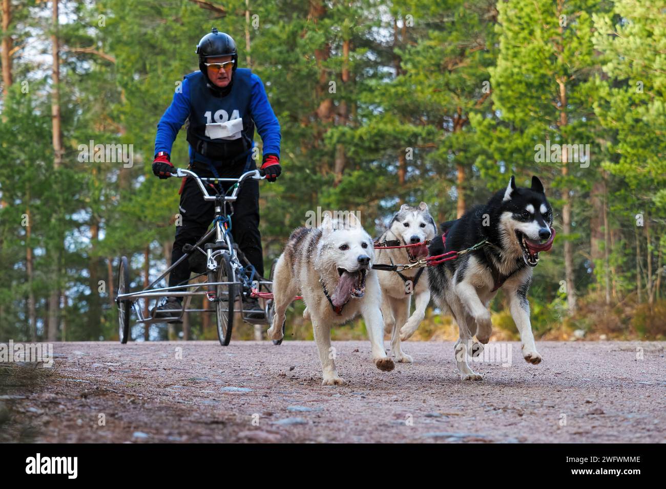 Aviemore, Scozia - 27 gennaio 2024: Un concorrente al 40° raduno annuale di cani da slitta del Siberian Husky Club of Great Britain ad Aviemore, Scozia Foto Stock