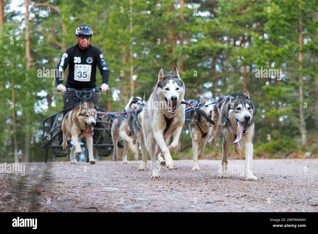 Aviemore, Scozia - 27 gennaio 2024: Un concorrente al 40° raduno annuale di cani da slitta del Siberian Husky Club of Great Britain ad Aviemore, Scozia Foto Stock