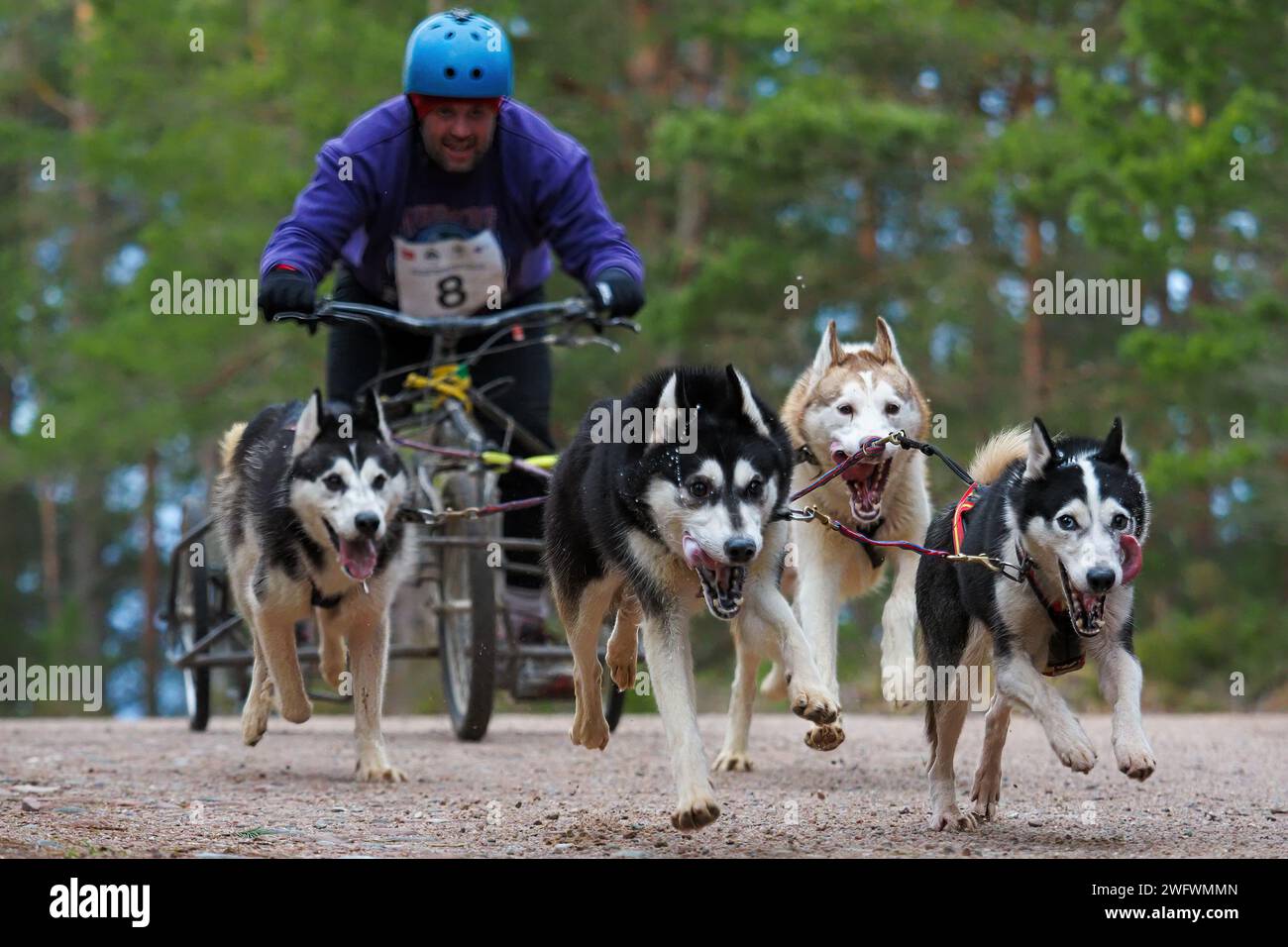 Aviemore, Scozia - 27 gennaio 2024: Un concorrente al 40° raduno annuale di cani da slitta del Siberian Husky Club of Great Britain ad Aviemore, Scozia Foto Stock