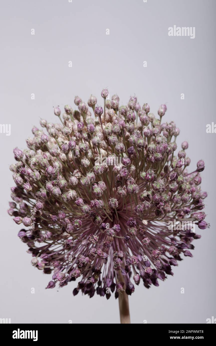 Fiore Allium ampeloprasum o porro selvatico su sfondo chiaro 9050 Foto Stock