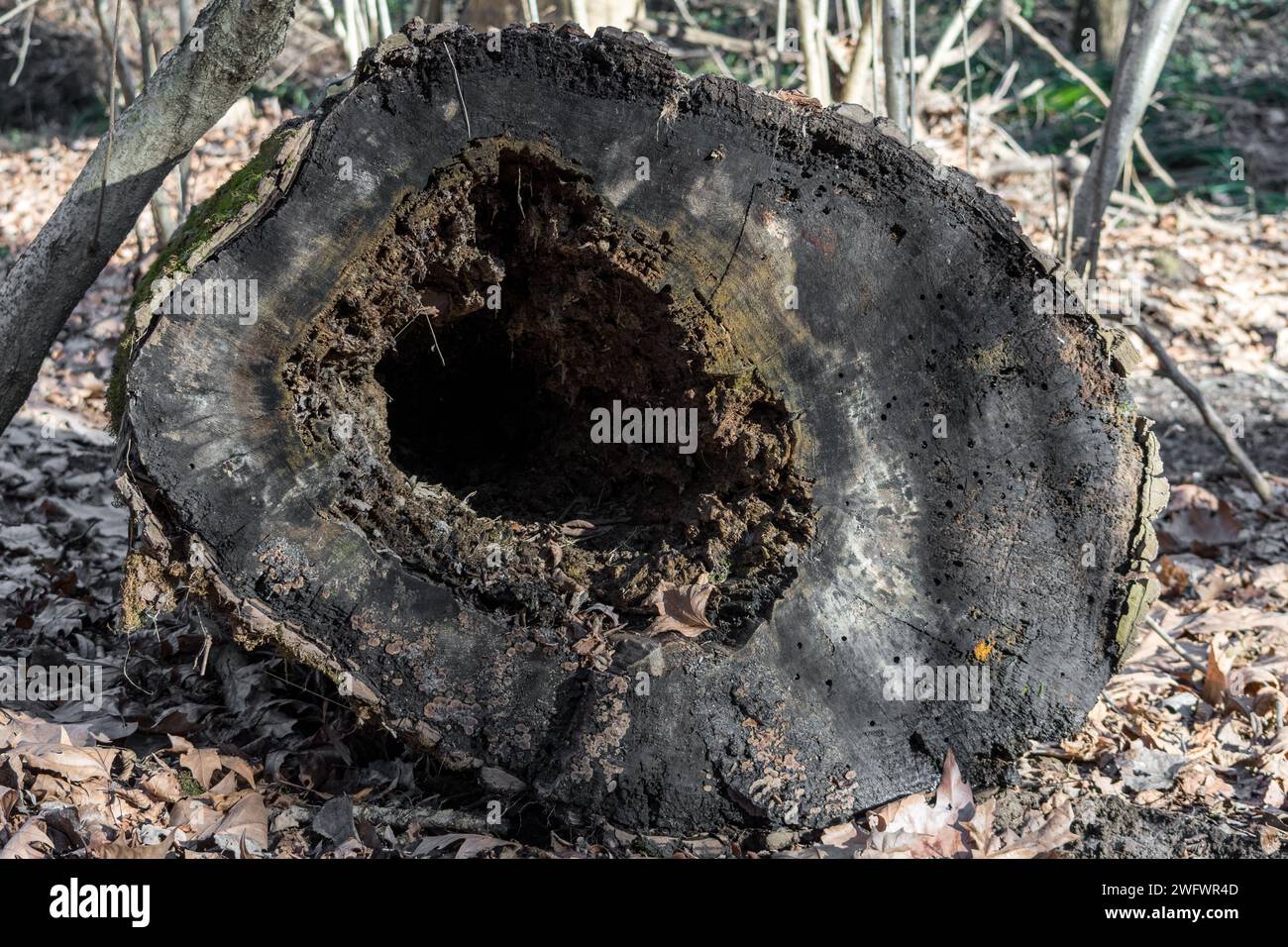 Un albero gigante caduto a terra con un grande buco all'interno. Foto Stock