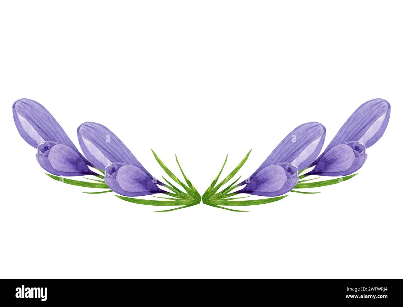 Acquerello viola crocezza la corona semicircolare, composizione di fiori primaverili, cornice rotonda, illustrazione floreale. Elemento di design per etichetta, logo, confezione Foto Stock