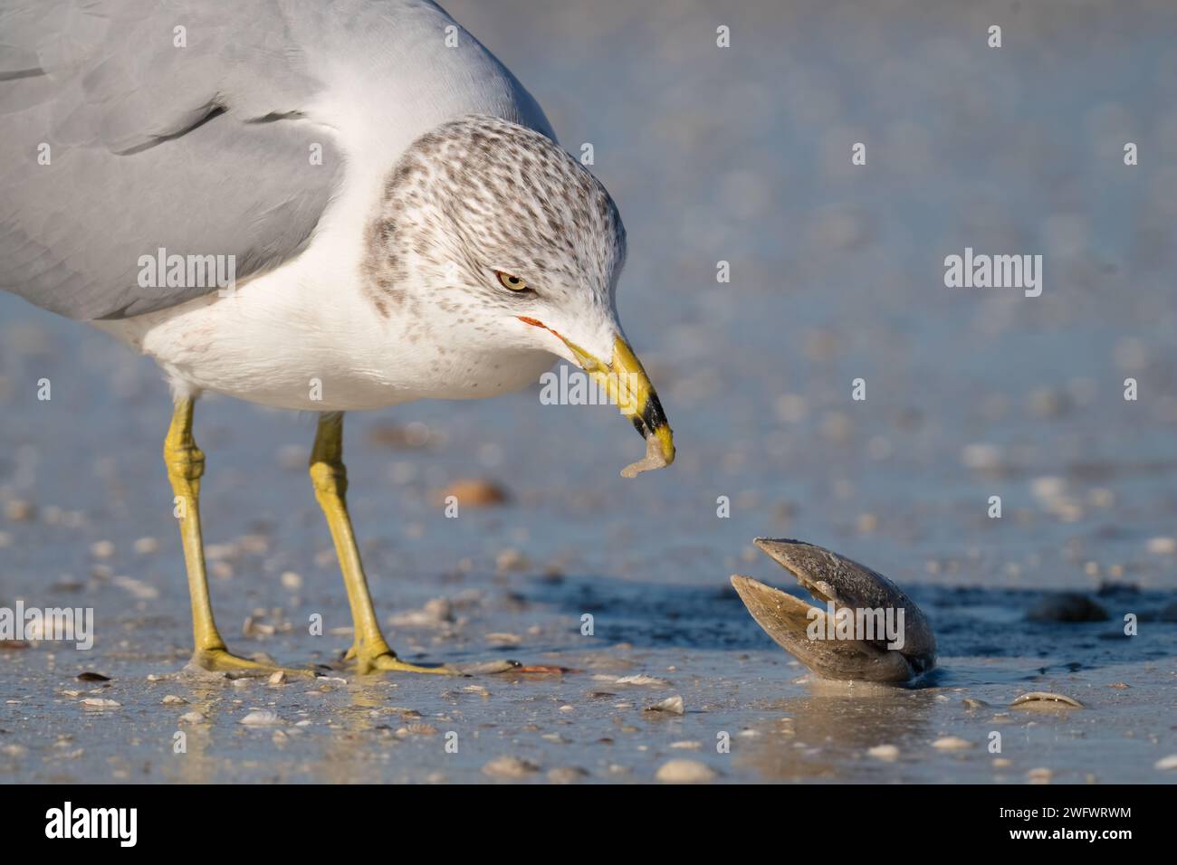 Un gabbiano con becco ad anello mangia una vongole di venere dopo averla aperta all'Honeymoon Island State Park di Dunedin, Florida. Foto Stock