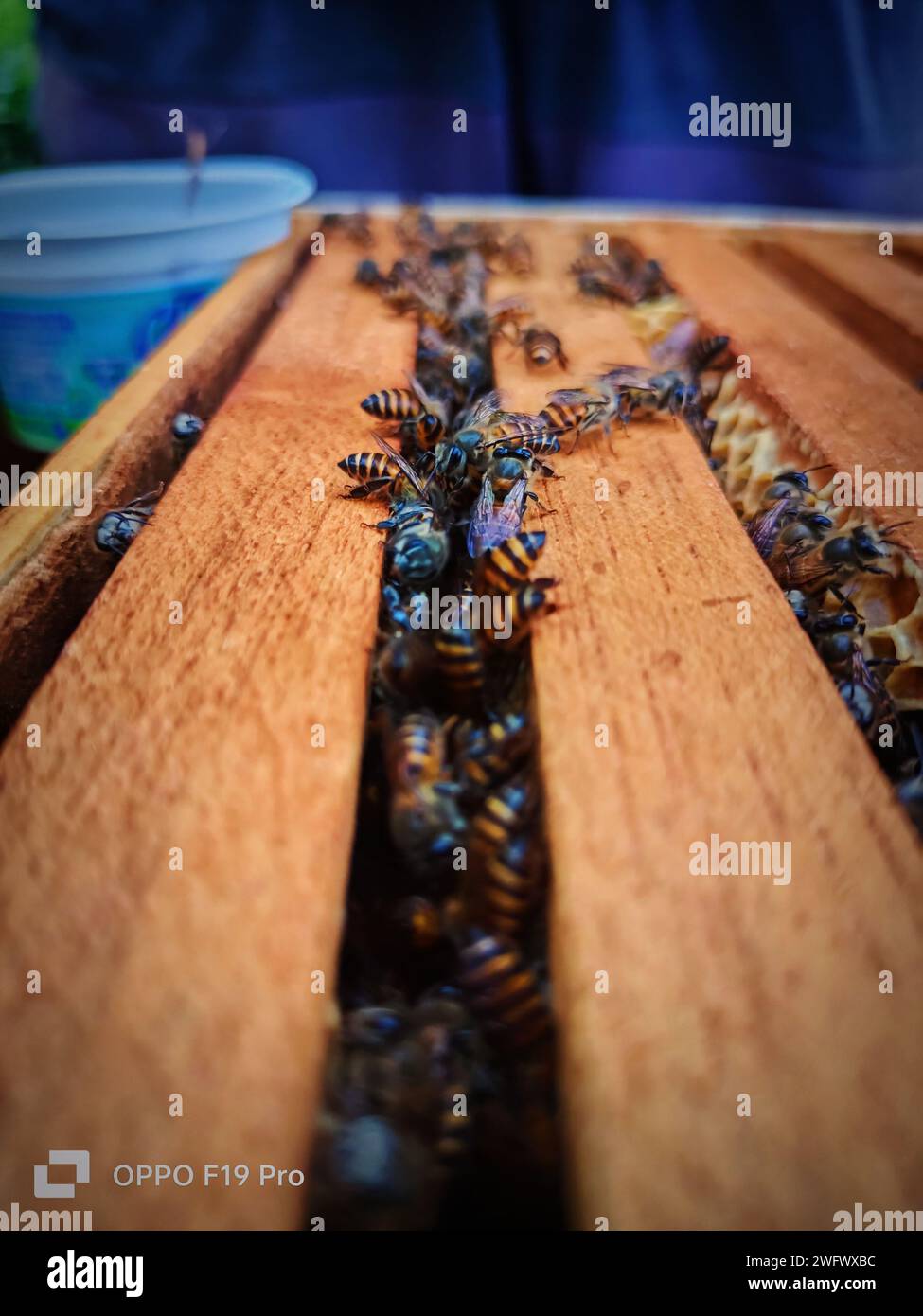Una vista ravvicinata di numerose api e dei loro alveari che riposano su una superficie di legno Foto Stock