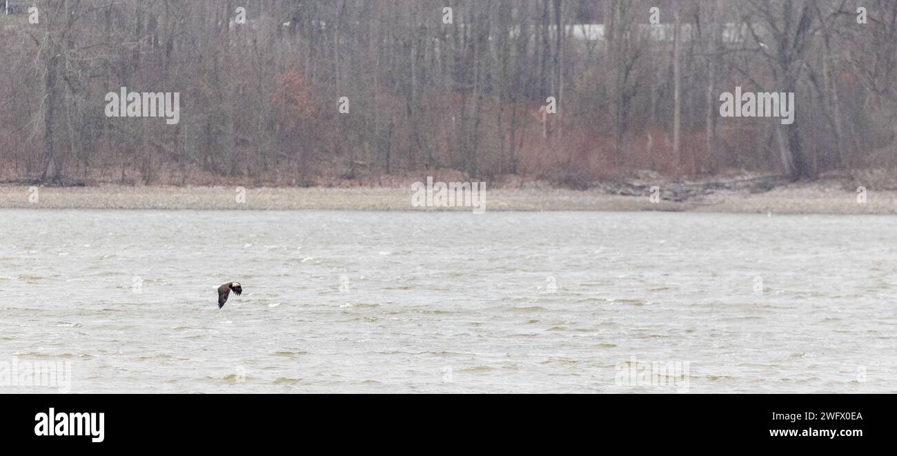 Un'aquila in volo, catturata al momento dello skimming della superficie del lago Hermitage, Pennsylvania, 14 gennaio 2024. L'Eaglefest del lago Shenango è un evento annuale che celebra il ritorno dell'aquila calva e promuove la conservazione della fauna selvatica. Avviato dall'entusiasmo per gli avvistamenti di aquile, l'evento, giunto al suo quarto anno, attira oltre 250 partecipanti. Sottolinea la consapevolezza ambientale, l'educazione pubblica e l'apprezzamento della natura, soprattutto in inverno. Foto Stock