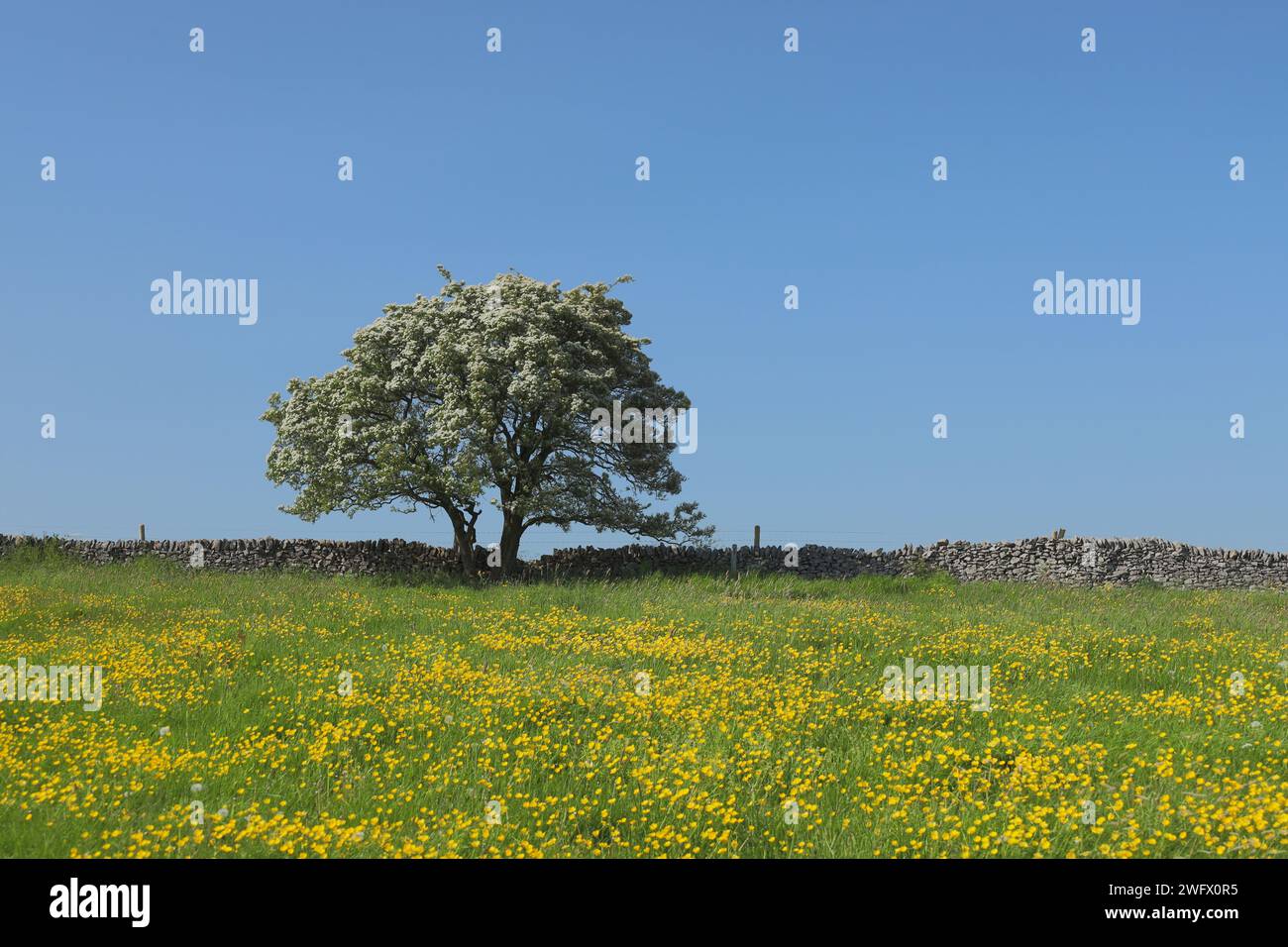 Sopra Haddon, Peak District, Derbyshire, Inghilterra, Regno Unito - in primavera un grazioso albero di biancospino pieno di fiori in un campo pieno di farfalle Foto Stock