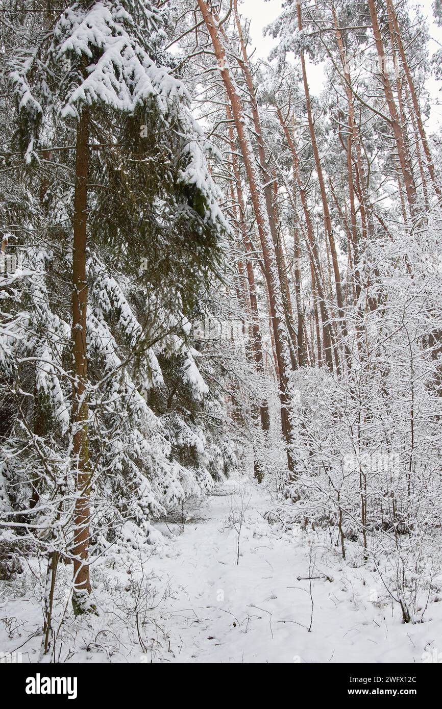 Bella foresta coperta di neve. Percorso nella foresta innevata Foto Stock