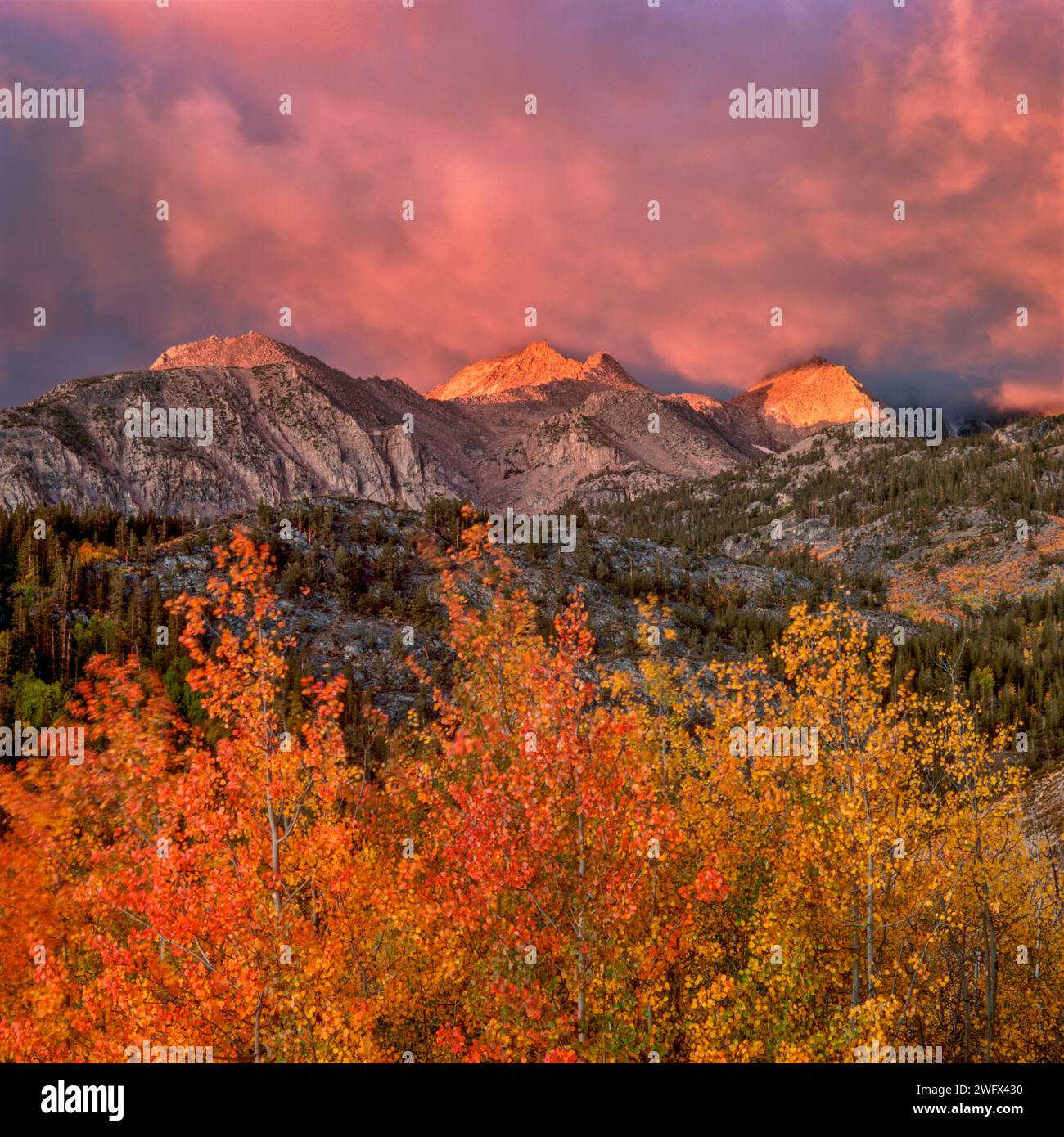 Sunrise, Clearing Storm, Aspen, Muir Wilderness, Inyo National Forest, Sierra orientale, California Foto Stock