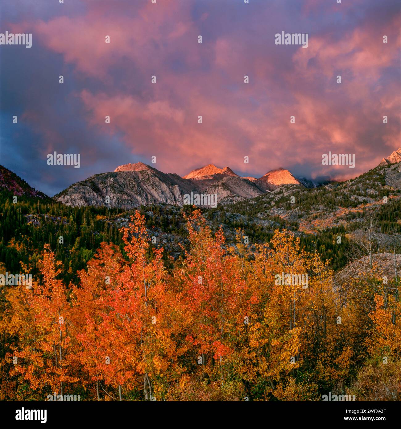 Sunrise, Clearing Storm, Aspen, Muir Wilderness, Inyo National Forest, Sierra orientale, California Foto Stock