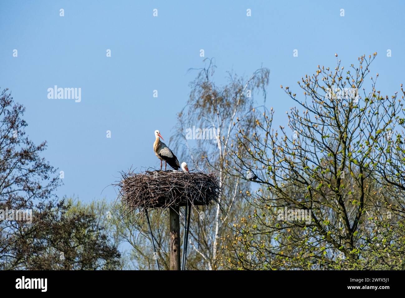 Due cicogne nel loro nido di fronte a un cielo blu e rami di alberi sullo sfondo Foto Stock